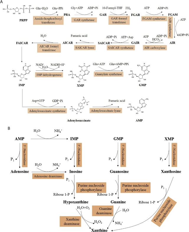 检测项目核苷酸及相关代谢物 LC-MSMS 靶向定量检测_4.jpg