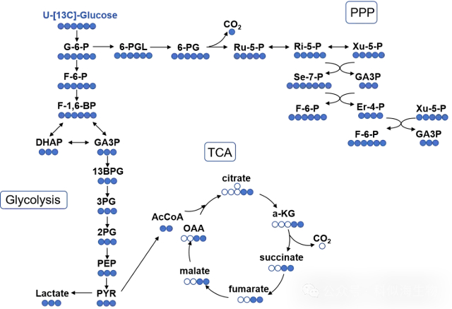 代谢研究总踩坑?科似海PITA检测系列解锁科研新方案!_2.jpg 代谢研究总踩坑?科似海PITA检测系列解锁科研新方案!_2.jpg