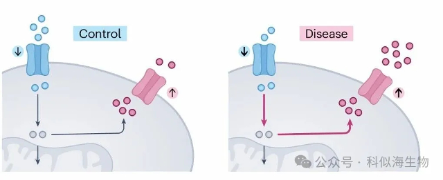 代谢研究总踩坑?科似海PITA检测系列解锁科研新方案!_6.jpg 代谢研究总踩坑?科似海PITA检测系列解锁科研新方案!_6.jpg