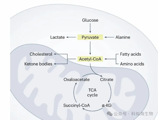 代谢研究总踩坑?科似海PITA检测系列解锁科研新方案!_4.jpg 代谢研究总踩坑?科似海PITA检测系列解锁科研新方案!_4.jpg