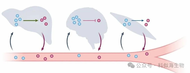 代谢研究总踩坑?科似海PITA检测系列解锁科研新方案!_5.jpg 代谢研究总踩坑?科似海PITA检测系列解锁科研新方案!_5.jpg