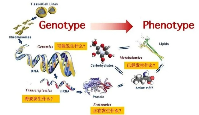 非靶向vs靶向代谢组学:揭秘代谢研究的“撒网捕鱼”与“精准钓鱼”_7.jpg 非靶向vs靶向代谢组学:揭秘代谢研究的“撒网捕鱼”与“精准钓鱼”_7.jpg