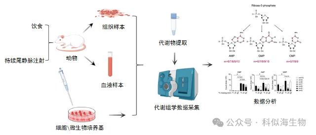 科似海生物 —— 代谢流示踪检测服务，助力科研新突破_5.jpg